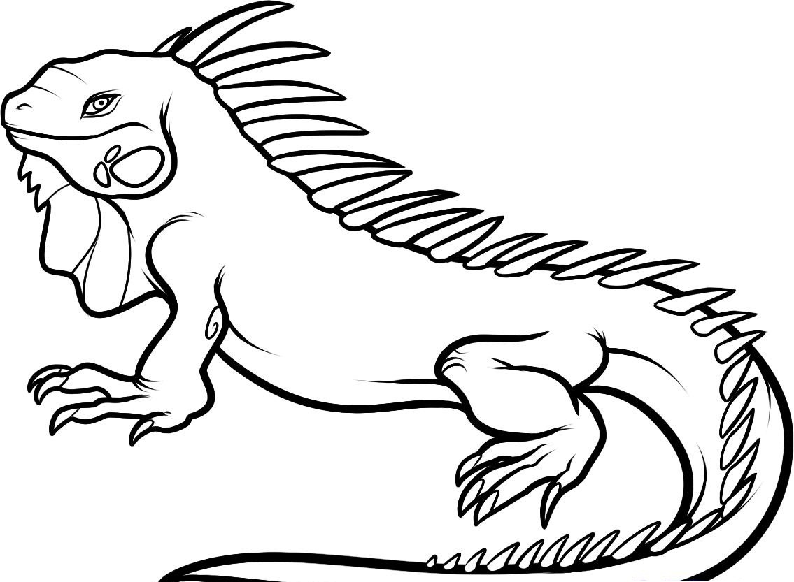 1135x833 Iguana Coloring Page Free Coloring