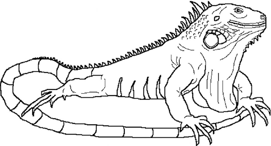 1111x600 Iguana Coloring Pages Great Iguana Coloring Pages