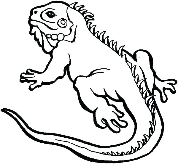 600x554 Lizard Coloring Sheet Astonishing Iguana Coloring Pages Iguana