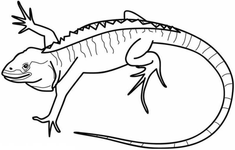 800x511 Galapagos Land Iguana Coloring Page