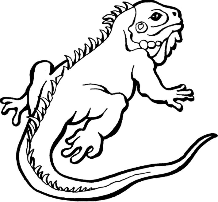 711x657 Iguana Coloring Page Drawing Board Weekly