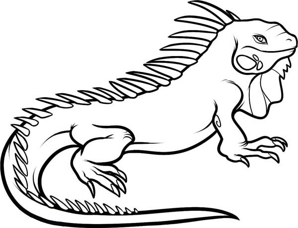 600x460 Large Male Dominant Iguana Coloring Page