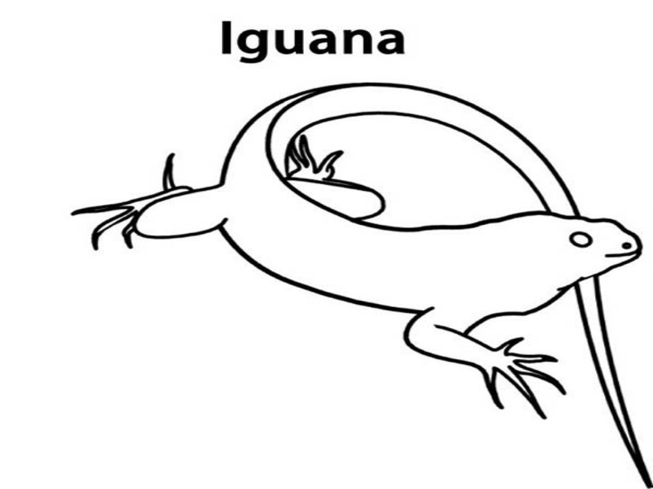 1280x960 Easy Iguana Coloring Pages Simple Line Page Print Online