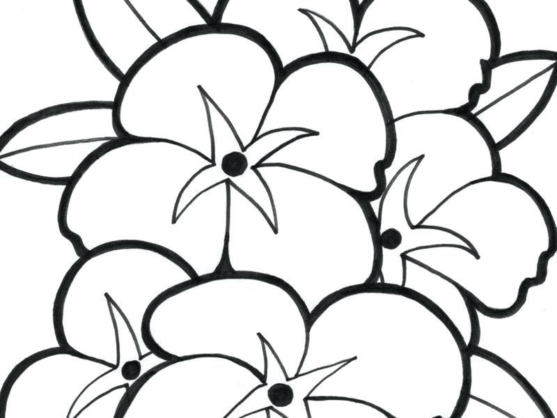 800x600 Coloring Page Flowers Coloring Pages Blank Flower Coloring Pages