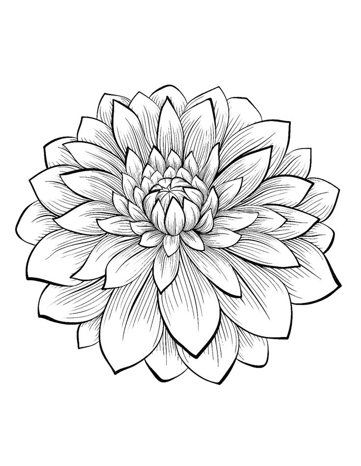 Adult Coloring Pages Flowers Alluring Best 25 Flower Coloring 736x950 Adult Coloring Pages Flowers Alluring Best 25 Flower Coloring