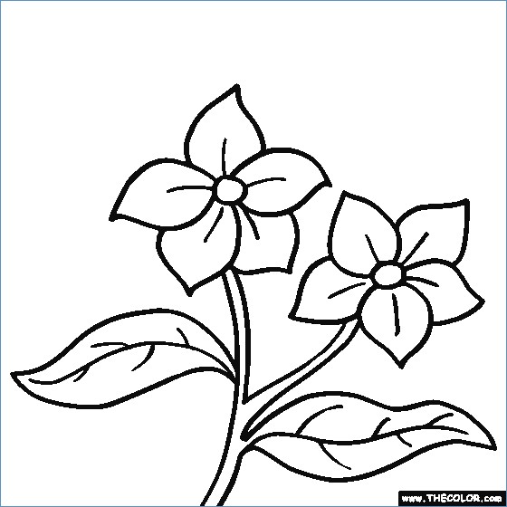 Flower Coloring Pages For Kids Printable 560x560 Flower Coloring Pages For Kids Printable