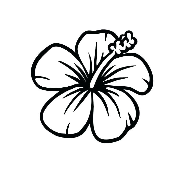 Hibiscus Coloring Pages Flowers Coloring Pages Simple Drawing How 736x683 Hibiscus Coloring Pages Flowers Coloring Pages Simple Drawing How