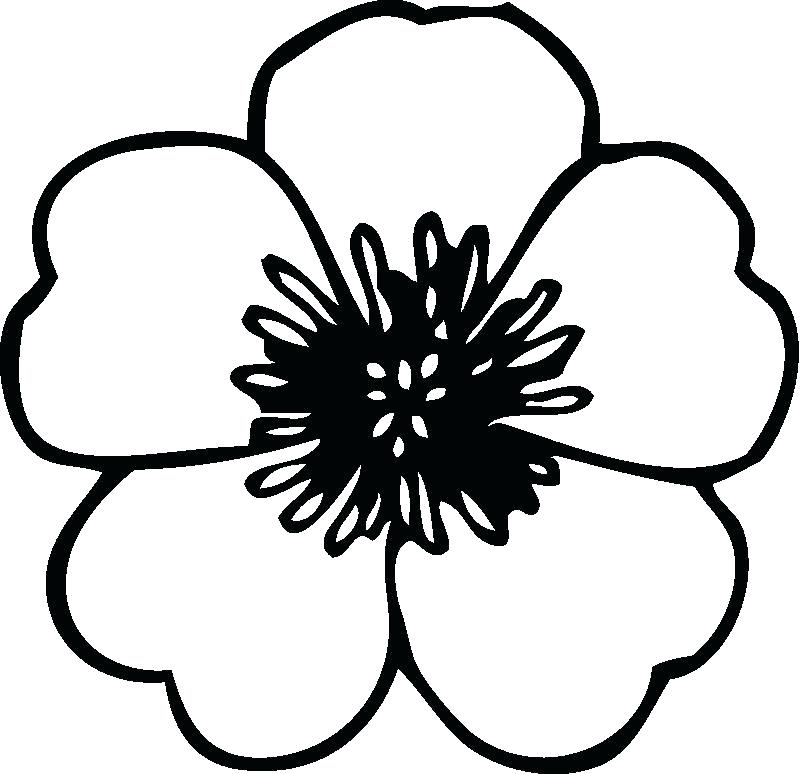 Flowers Coloring Pages Print 800x774 Flowers Coloring Pages Print