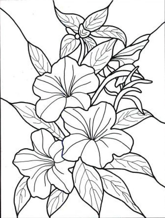 Hawaiian Flower Colouring Pages 682x900 Hawaiian Flower Colouring Pages
