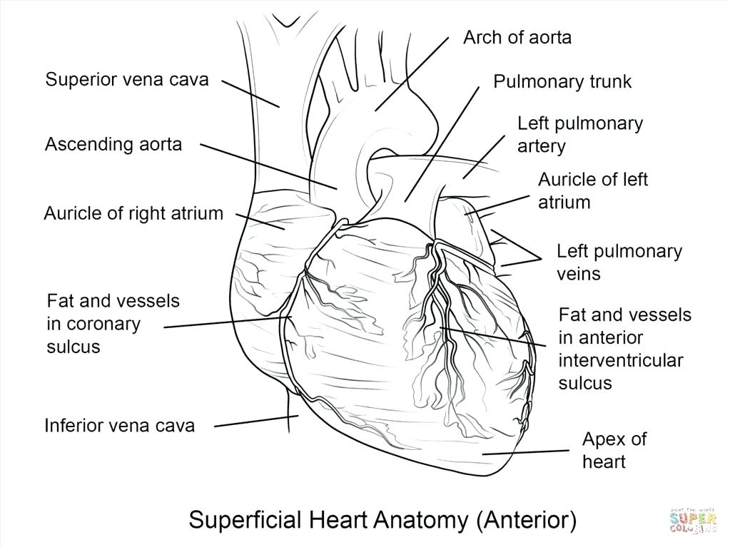 1023x767 Human Heart Coloring Page Good Human Heart Coloring Page Imagine