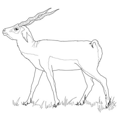 First Class Chamois Animal Coloring Pages Black Buck Animal 480x458 First Class Chamois Animal Coloring Pages Black Buck Animal