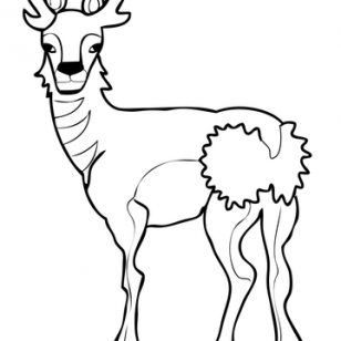 Images Of Antelopes Coloring Pages 308x308 Images Of Antelopes Coloring Pages