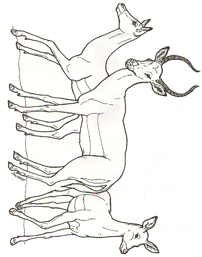 Impalas Colouring Pages 643x820 Impalas Colouring Pages