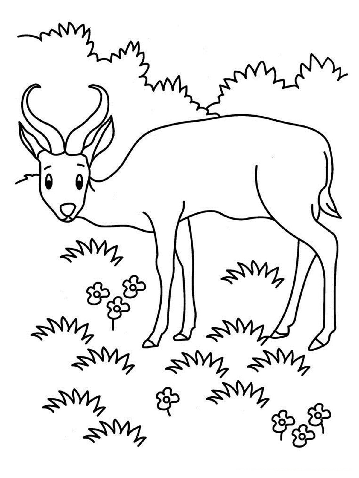 Antelope Coloring Pages 1200x1600 Antelope Coloring Pages