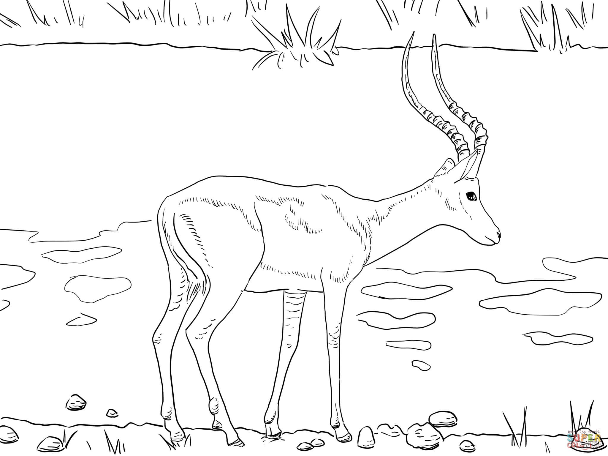 Tiffany Animal Coloring Pages Elegant Impala Animal Coloring Pages 2048x1535 Tiffany Animal Coloring Pages Elegant Impala Animal Coloring Pages