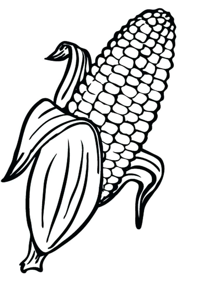 750x1000 Corn For Coloring Corn Coloring Fine Picture Indian Corn Coloring