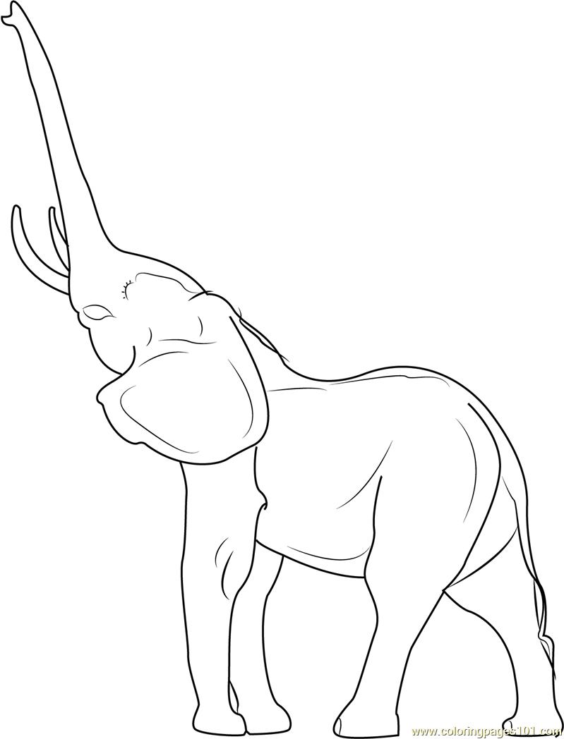 Young Indian Elephant Coloring Page 799x1048 Young Indian Elephant Coloring Page