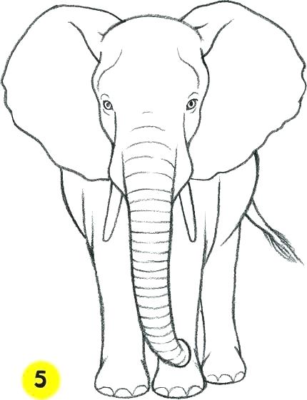 Elephants Coloring Pages Elephants Coloring Pages Elephant 430x561 Elephants Coloring Pages Elephants Coloring Pages Elephant