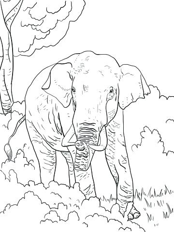 Indian Elephant Coloring Pages Printable at GetColorings.com | Free ...