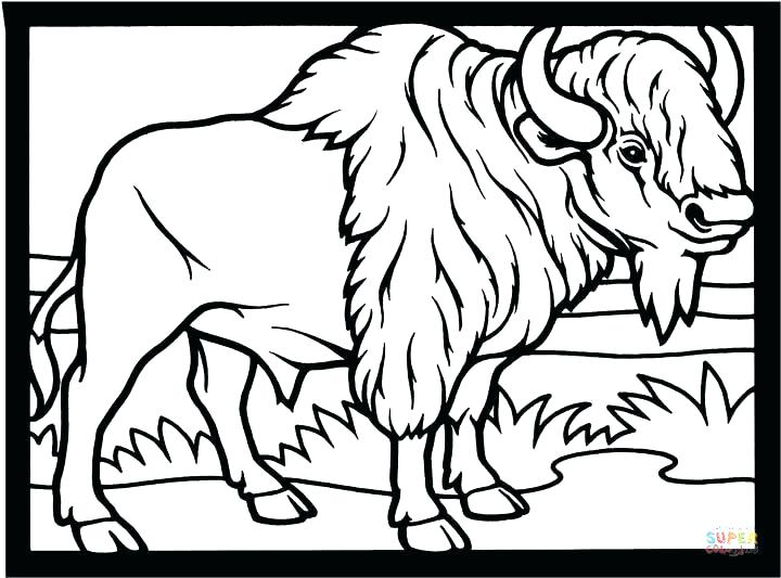 Buffalo Coloring Page Here Are Buffalo Coloring Page Pictures 720x533 Buffalo Coloring Page Here Are Buffalo Coloring Page Pictures