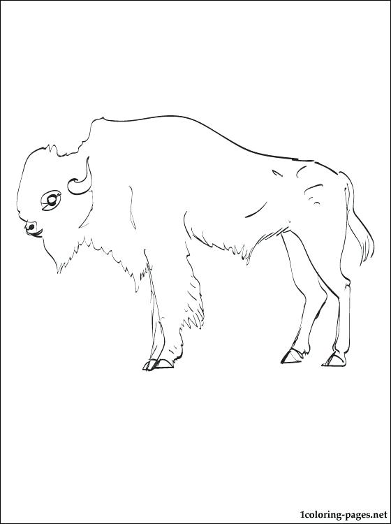 Buffalo Coloring Page Bison Coloring Pages Indian Headdress 560x750 Buffalo Coloring Page Bison Coloring Pages Indian Headdress