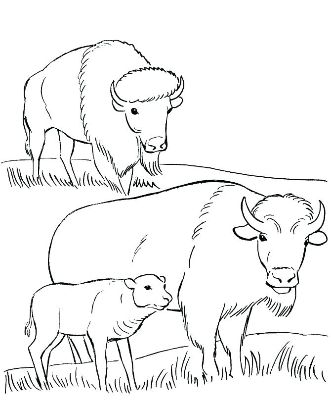 Buffalo Coloring Page Buffalo Coloring Page Coloring Page Bison 670x820 Buffalo Coloring Page Buffalo Coloring Page Coloring Page Bison