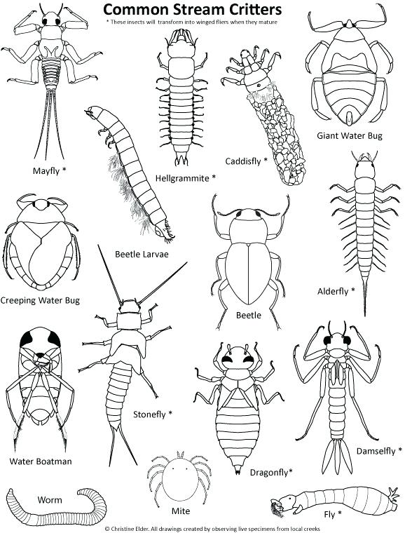 Coloring Pages Insects Download The Coloring Page Insects Coloring 578x760 Coloring Pages Insects Download The Coloring Page Insects Coloring