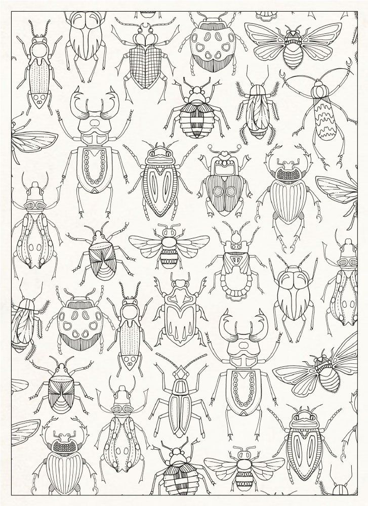 Lizards Bugs Frogs Nice Insect Coloring Book 727x1000 Lizards Bugs Frogs Nice Insect Coloring Book