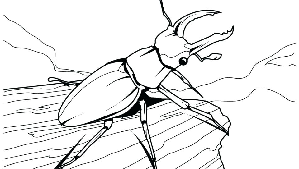 Printable Insect Color Pages Free Coloring I For Insects Kids 960x544 Printable Insect Color Pages Free Coloring I For Insects Kids