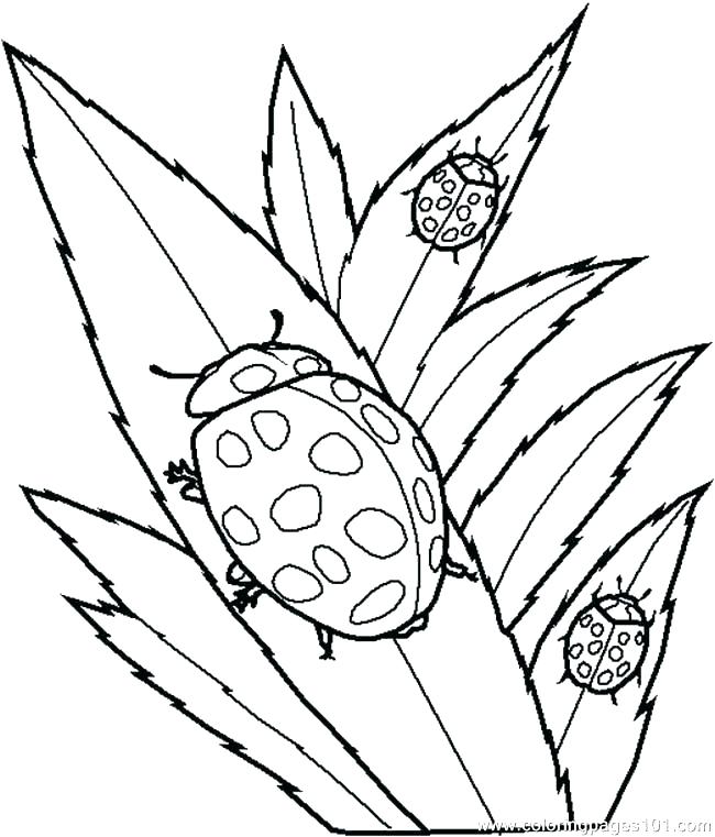 Free Printable Insect Coloring Pages Coloring Pictures Of Insects 650x761 Free Printable Insect Coloring Pages Coloring Pictures Of Insects