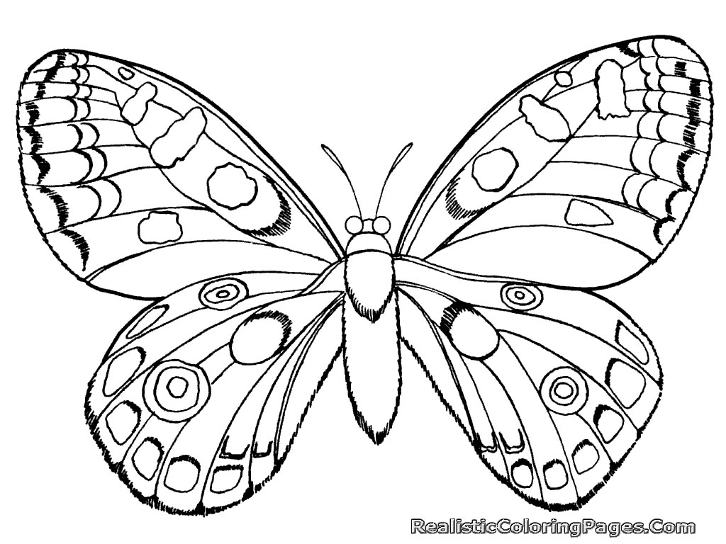 Butterfly Coloring Pages Insect 1024x768 Butterfly Coloring Pages Insect