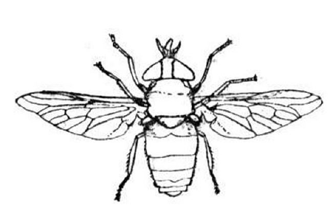 Insect Coloring Pages 650x413 Insect Coloring Pages