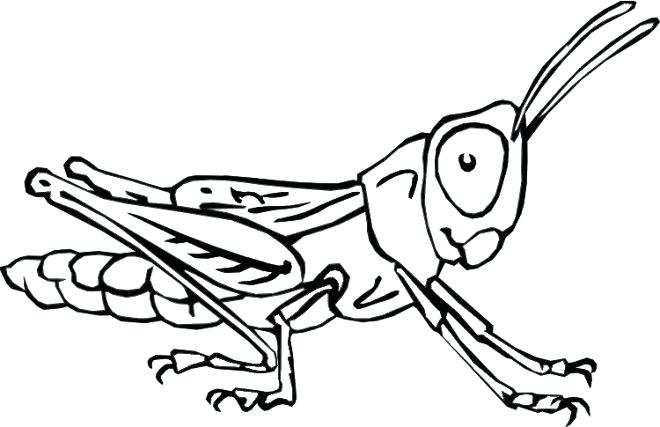 Insects Coloring Pages Printable Insect Coloring Pages Printable 660x427 Insects Coloring Pages Printable Insect Coloring Pages Printable
