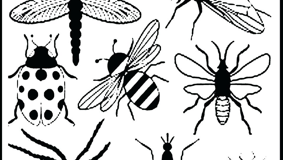 Insects Coloring Sheets Bugs And Insects Coloring Pages Printable 960x544 Insects Coloring Sheets Bugs And Insects Coloring Pages Printable
