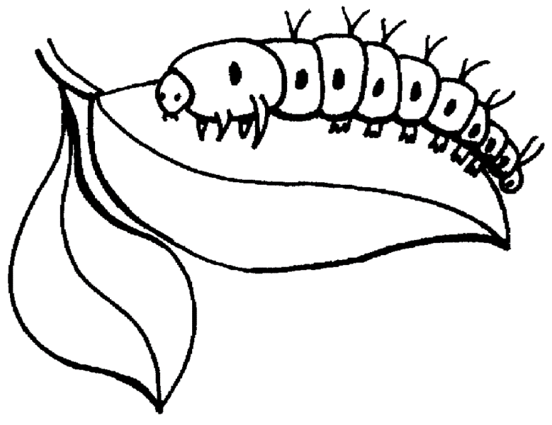 Free Printable Insect Coloring Pages Insects Coloring Pages Free 779x600 Free Printable Insect Coloring Pages Insects Coloring Pages Free