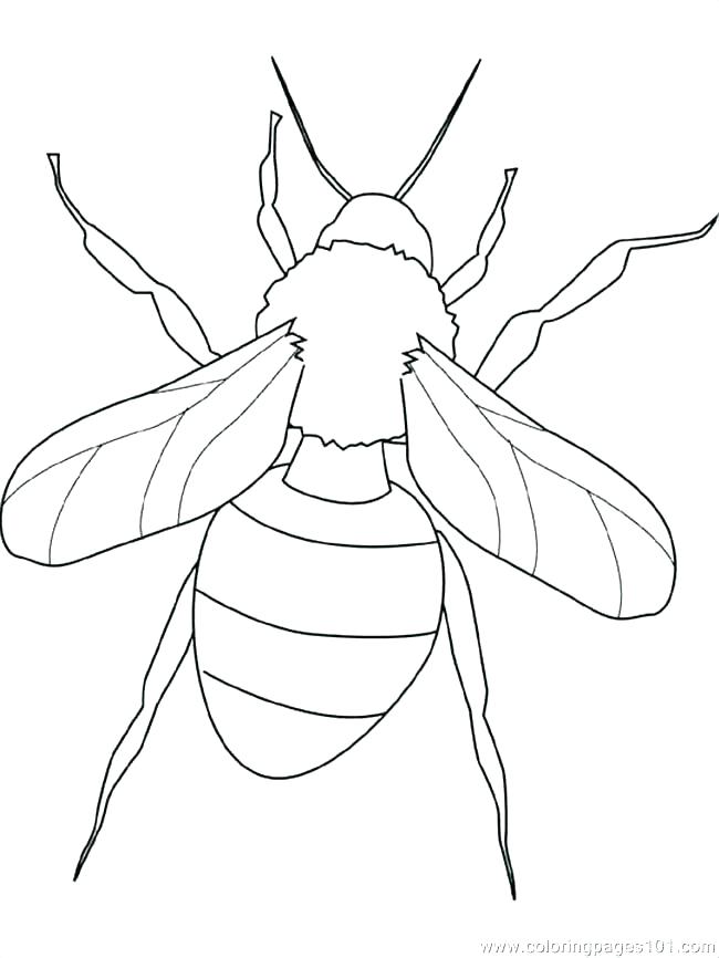 Coloring Pages Of Insects Coloring Pages Insects Coloring Pages 650x866 Coloring Pages Of Insects Coloring Pages Insects Coloring Pages