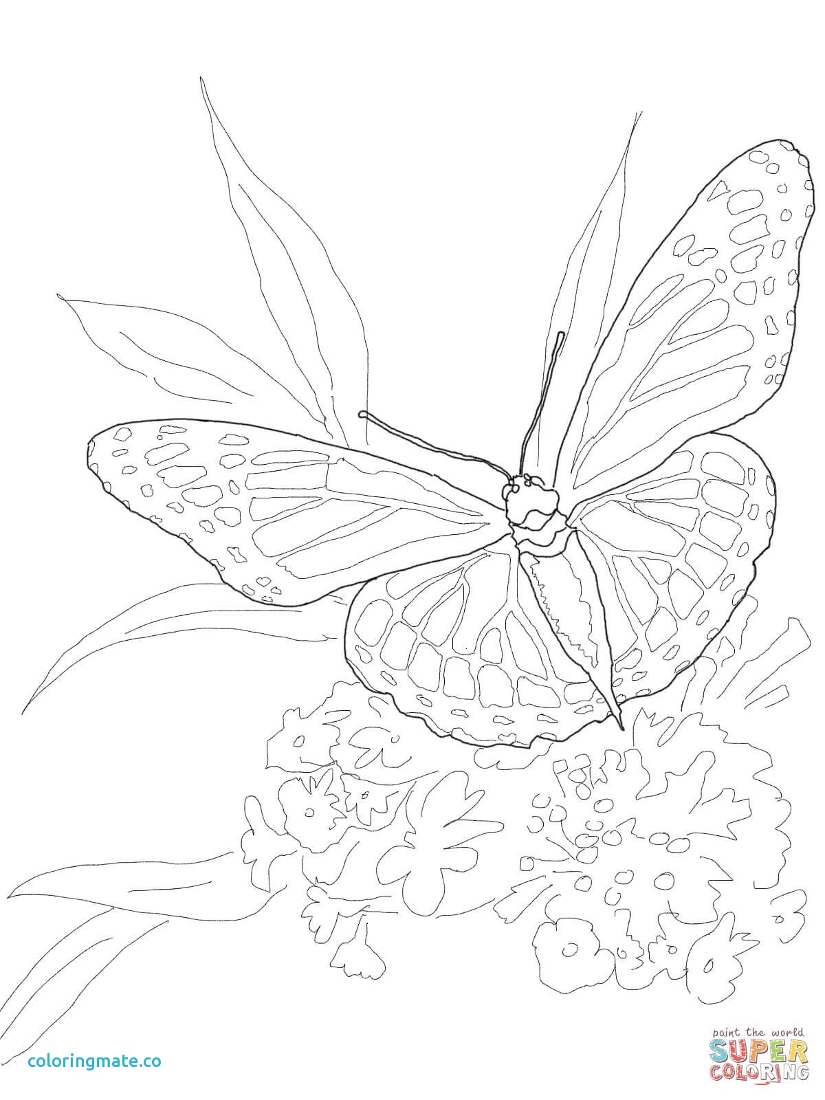 Intricate Butterfly Coloring Pages at GetColorings.com | Free printable ...