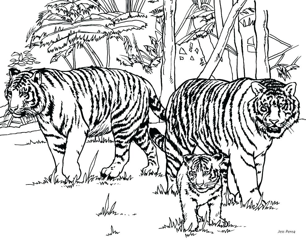 990x778 Tiger Color Page Saber Tooth Tiger Coloring Pages Tiger Pictures