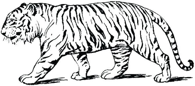 671x296 Tiger Coloring Pages Intricate Cat Coloring Pages For Adults Tiger