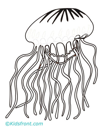 Jellyfish Coloring Pages 360x440 Jellyfish Coloring Pages