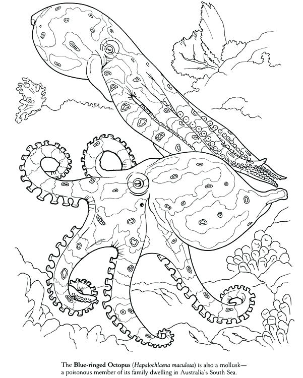 Squid Coloring Pages Squid Coloring Pages Drawn Squid Invertebrate 601x750 Squid Coloring Pages Squid Coloring Pages Drawn Squid Invertebrate