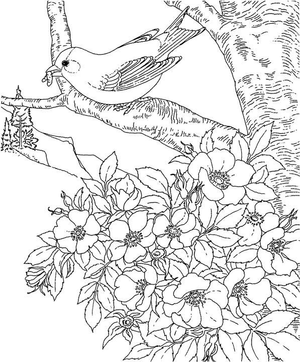 Iowa Eastern Goldfinch Coloring Page Purple Kitty Coloring 597x720 Iowa Eastern Goldfinch Coloring Page Purple Kitty Coloring