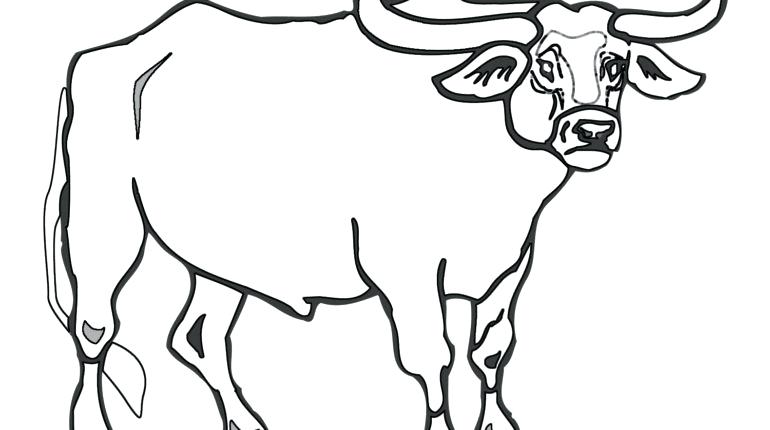 770x430 Sumptuous Design Bull Coloring Page Bull Coloring Pages Android