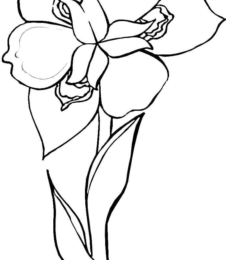 Iris Flower Coloring Page Many Interesting Fantastic Pages Free 750x864 Iris Flower Coloring Page Many Interesting Fantastic Pages Free