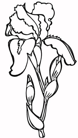 Iris Coloring Page From Iris Category. Select From 20946 Printable 273x480 Iris Coloring Page From Iris Category. Select From 20946 Printable
