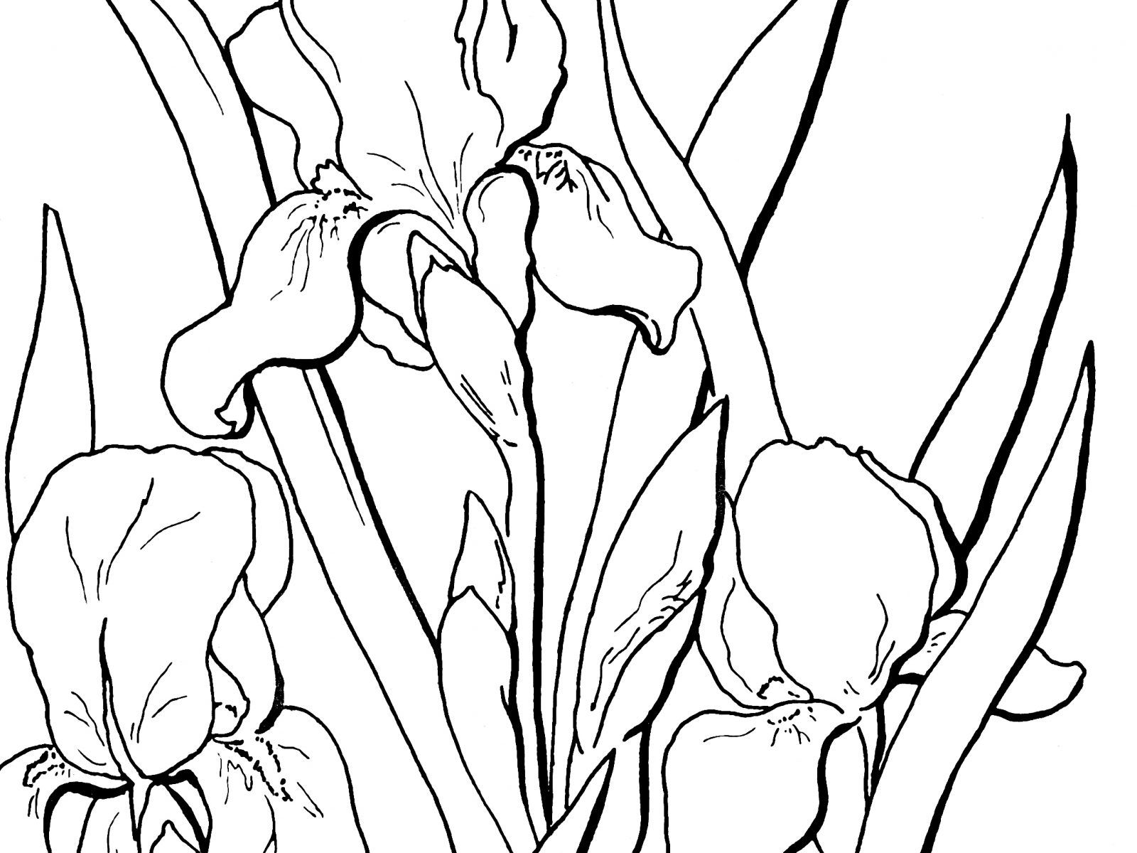 Marvelous Flower Page Printable Coloring Sheets Iris And Of Trends 1600x1200 Marvelous Flower Page Printable Coloring Sheets Iris And Of Trends