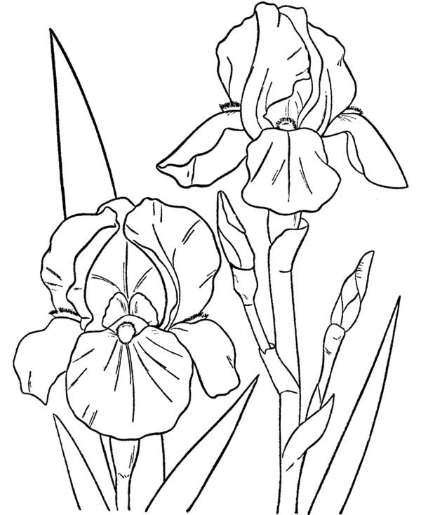 Orchid Flower Coloring Page Color Luna Orchid Coloring Pages 600x734 Orchid Flower Coloring Page Color Luna Orchid Coloring Pages