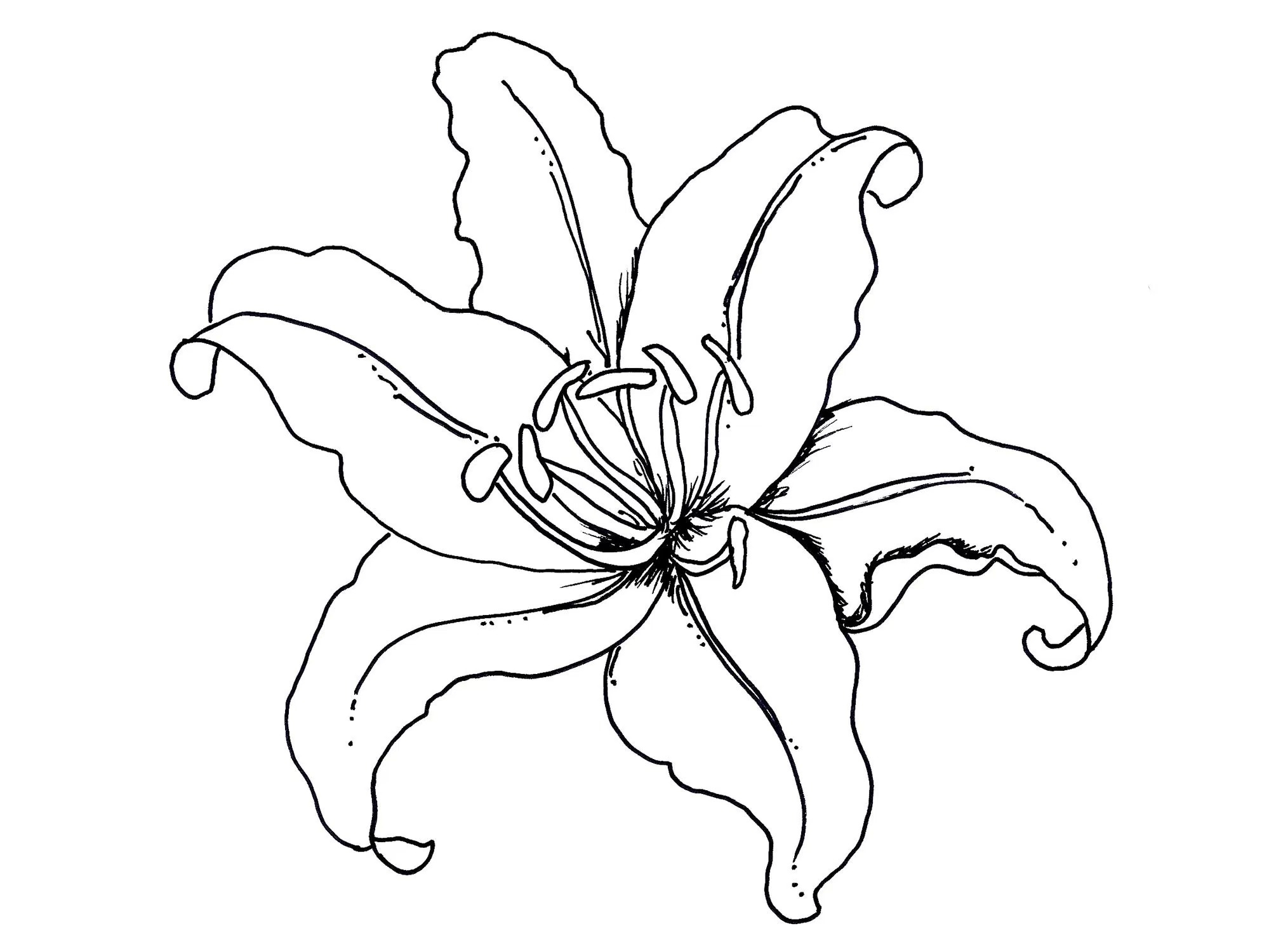 Best Of Iris Flower Coloring Pages Gallery Printable Coloring Sheet 1999x1500 Best Of Iris Flower Coloring Pages Gallery Printable Coloring Sheet