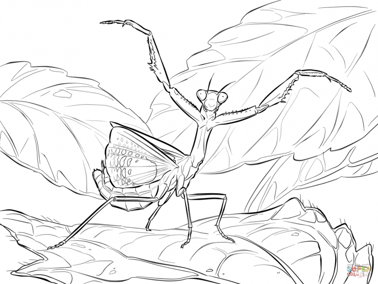 Praying Mantis Coloring Pages Fresh Iris Page Free Printable 768x576 Praying Mantis Coloring Pages Fresh Iris Page Free Printable