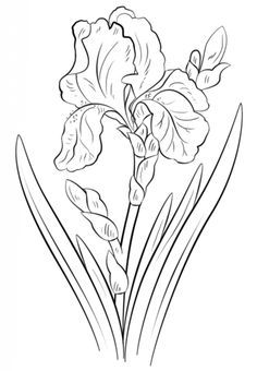 Blue Iris Coloring Page From Iris Category. Select From 20946 236x340 Blue Iris Coloring Page From Iris Category. Select From 20946